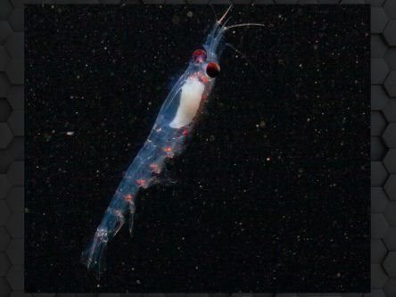 Scientists solve mystery of Arctic krill’s ability to sync daily rhythms in darkness