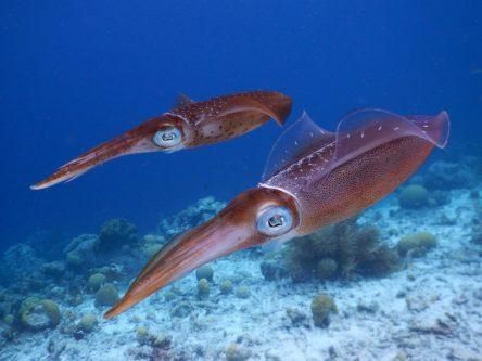 NUI Galway scientists use DNA analysis to crack squid mystery