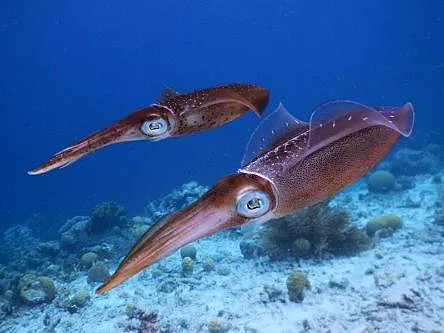 NUI Galway scientists use DNA analysis to crack squid mystery