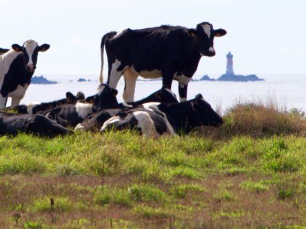Belfast researchers hope feeding seaweed to cows will cut emissions