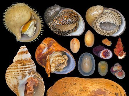 QUB research adds 184 deep-sea species to extinction red list