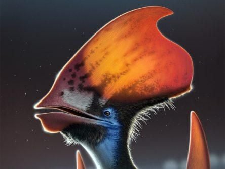 Irish-led study finds flying dinosaur cousins had colour-changing feathers