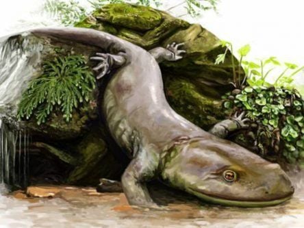 166m-year-old fossil shines new light on salamanders