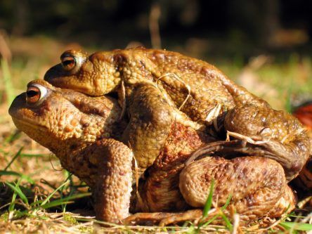 Irish scientists solve mystery around ancient frog sex death trap