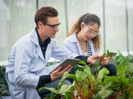 Limerick researchers’ findings show potential of food to treat heart disease