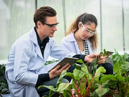 Limerick researchers’ findings show potential of food to treat heart disease