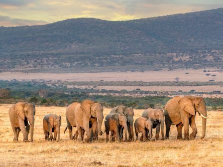 Scottish start-ups are using satellite tech to help conserve elephants