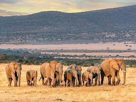 Scottish start-ups are using satellite tech to help conserve elephants