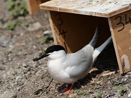 Irish scientists unbox simple way of conserving roseate tern seabirds