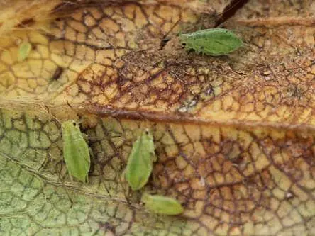 UK researchers making photonic ‘nose’ to monitor crops for pests