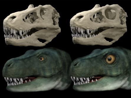 Dinosaurs evolved unique eye sockets to bite harder, research shows