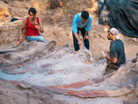 Europe’s largest known dinosaur may be lying in a Portuguese backyard