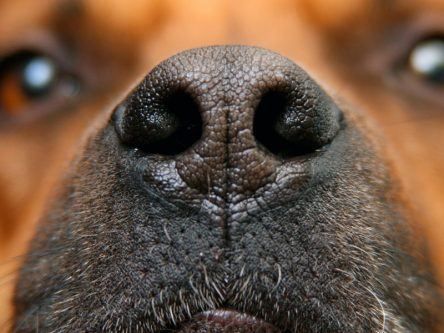 Dogs can smell when humans are stressed, Queen’s study suggests
