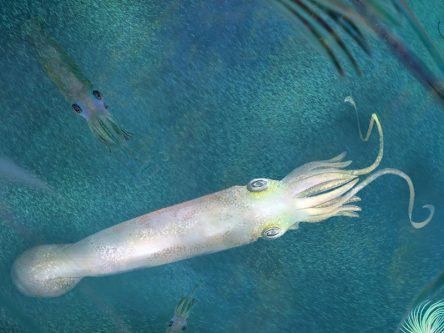 Meet the ancient vampire squid fossil named after Joe Biden