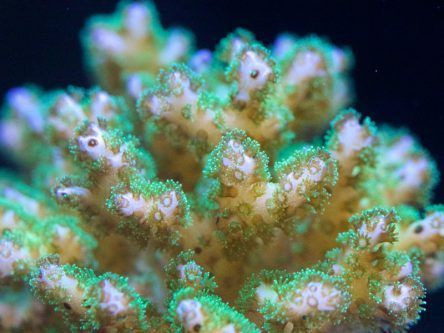 Galway researchers turn to coral as a way to treat bone injuries