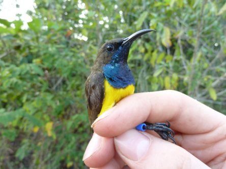 Here comes the sun(bird): Trinity zoologists find new species in Indonesia