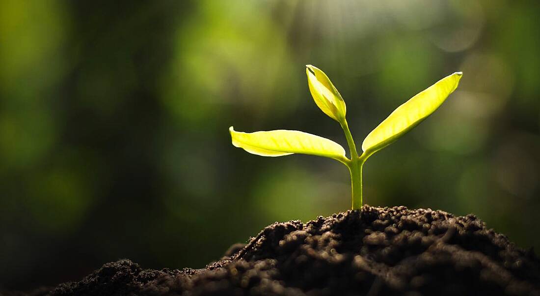 A growing seedling in soil under a morning glow, symbolising upskilling for green jobs.