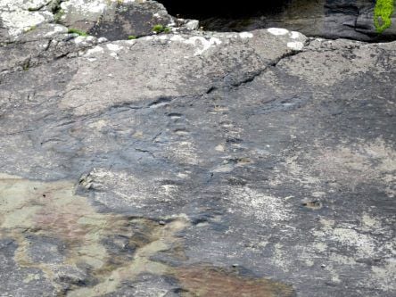 Prehistoric remnants to clash for the title of ‘Ireland’s favourite fossil’