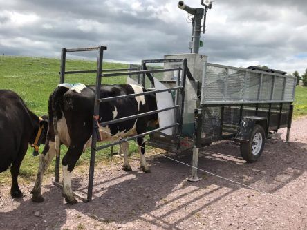 Irish scientists find way to breed dairy cows with lower ‘carbon hoofprint’