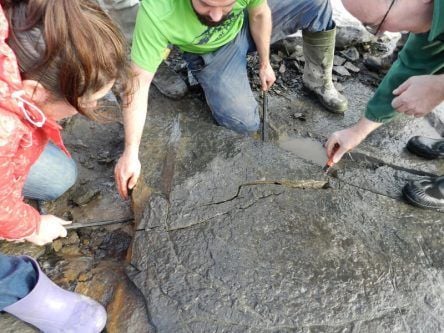 Irish scientists lead discovery of 350m-year-old fossil sea urchins