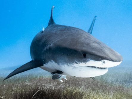 Scientists make major marine discovery thanks to tiger sharks