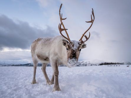 How reindeer eyes transform in winter to give twilight vision