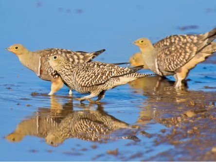Birds of a feather: Science provides the answer to how sandgrouse hold water in their plumage