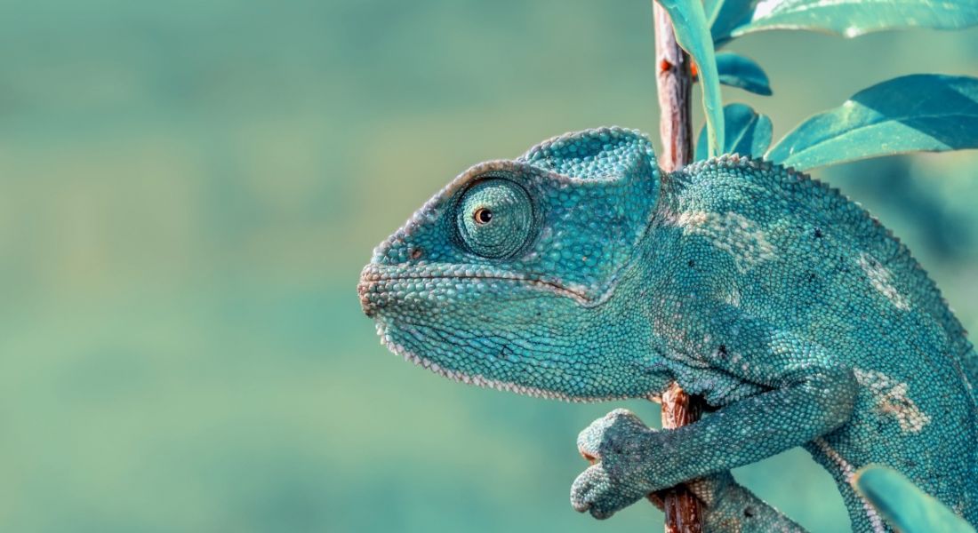 A blue-green chameleon on a tree branch with leaves and a blurry background that is the same colour as it to show adaptability concept.