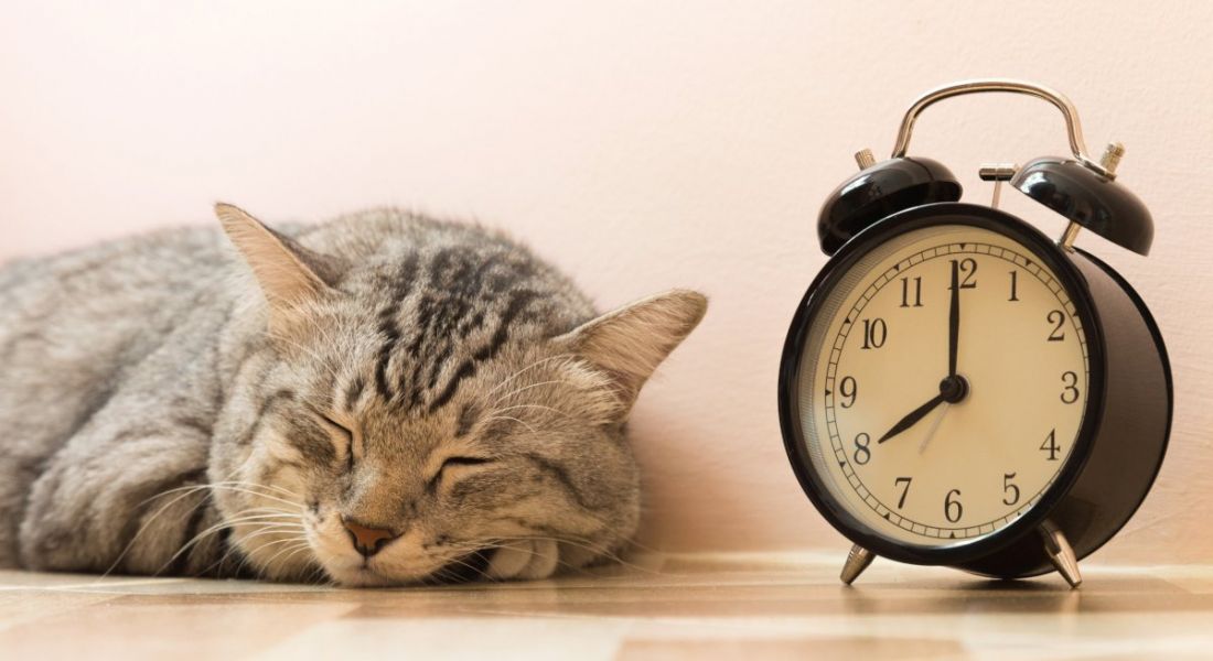 An American shorthair cat sleeping next to a vintage alarm clock on the floor.