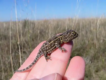 Reptile (re)discovered: Australians spot species thought to be extinct