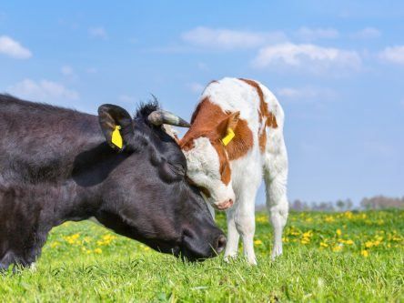 Could bovine research unlock women’s fertility secrets?