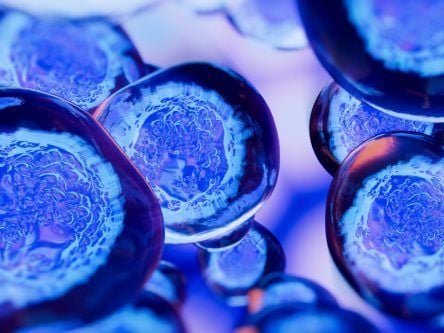 ‘The secret to longevity lies in stem cell research’