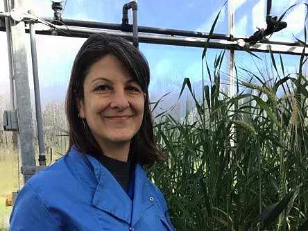 From tipple to tipping points: A plant geneticist on climate-resilient barley