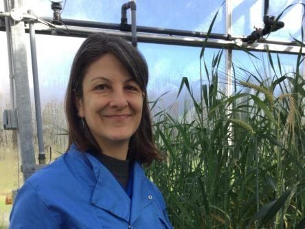 From tipple to tipping points: A plant geneticist on climate-resilient barley