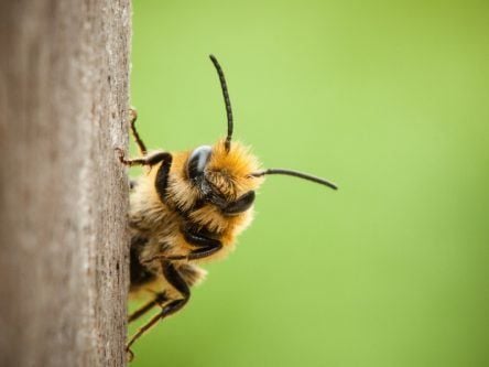 ‘Worrying’ research shows various pesticides in Irish bee pollen