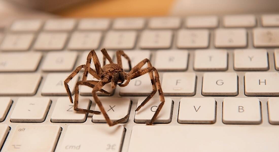 Brown spider resting on a computer keyboard.