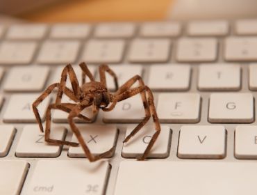 Brown spider resting on a computer keyboard.