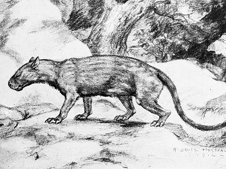 62m-year-old fossil unlocks clues to mammals’ success after dinosaurs