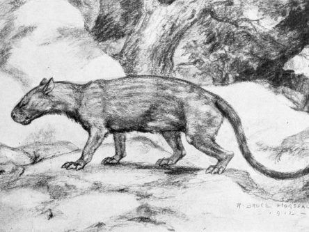 62m-year-old fossil unlocks clues to mammals’ success after dinosaurs