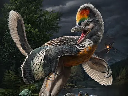 ‘Leggy bird’ complicates avian-dinosaur relationship