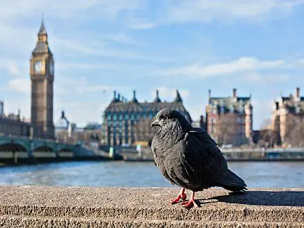 ‘Even pigeons procrastinate’ but this pesky trait is sometimes useful