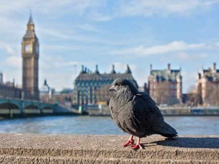 ‘Even pigeons procrastinate’ but this pesky trait is sometimes useful