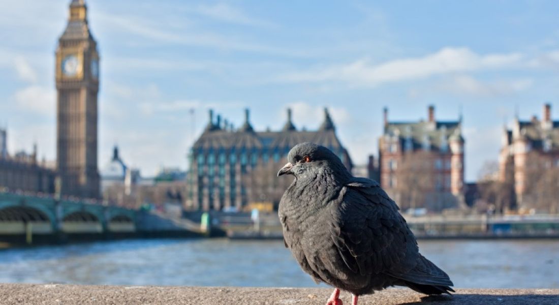 A pigeon on a wall with the river Thames and big ben in the background.