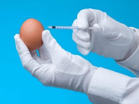 Irish biotech Ovagen raises €1.1m for germ-free egg production