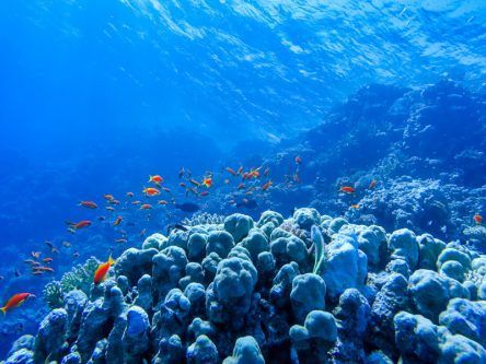 UN high seas treaty to protect 30pc of world’s oceans
