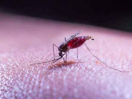 WHO recommends new malaria vaccine developed by Oxford