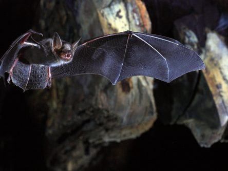 Bats and volcanoes research funded in UCD’s latest EU award success