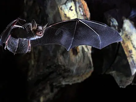 Bats and volcanoes research funded in UCD’s latest EU award success