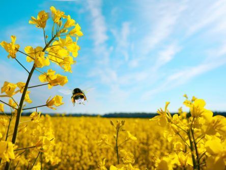 Pesticides are still reducing bee numbers despite EU regulation