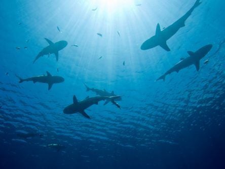 Will warm-blooded sharks feel the bite of global heating?